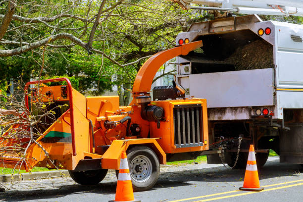 Best Tree and Shrub Care  in Rock Valley, IA